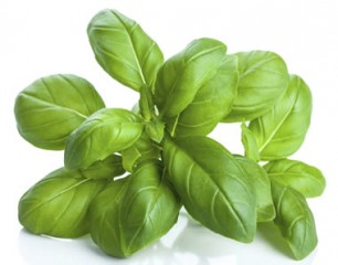 basil