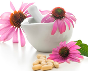echinacea